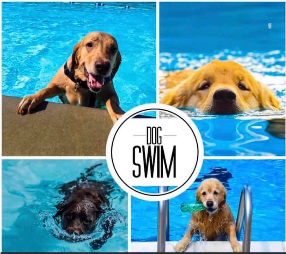 Annual Dog Swim – Town of Tazewell